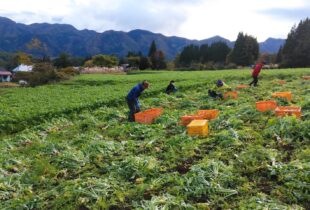 戸隠大根、王滝かぶの収穫