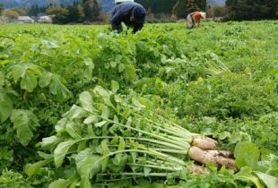 戸隠大根の収穫